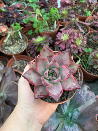 Echeveria agavoides "Roméo"