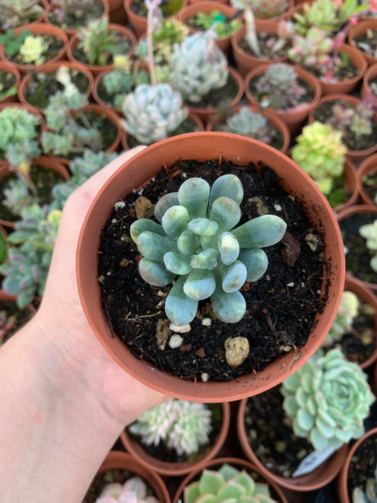 Pachyveria „Pachyphytoides“ Walth variegata Koreanisch
