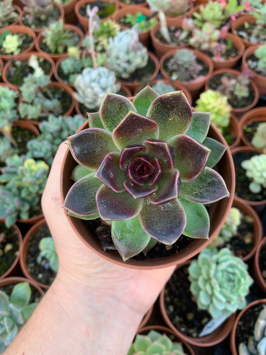 Echeveria "Pushke" Korean
