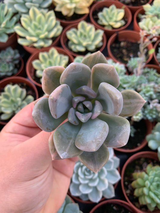 Pachyveria "Pachyphytoides" Variegata Korean Cutting