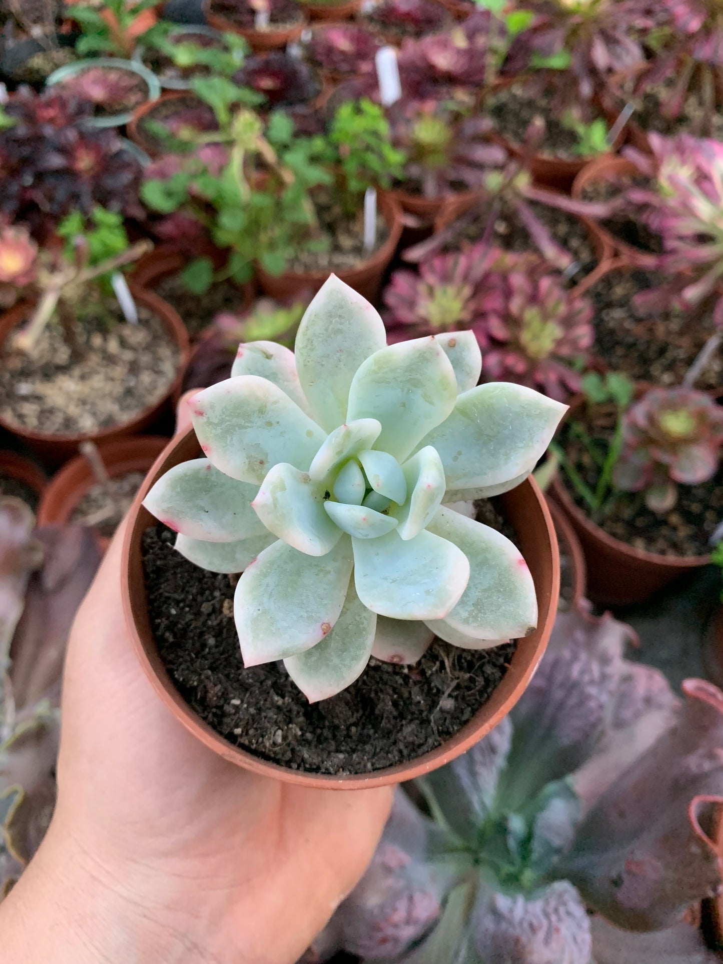 Bunte Echeveria "Blue Metal"