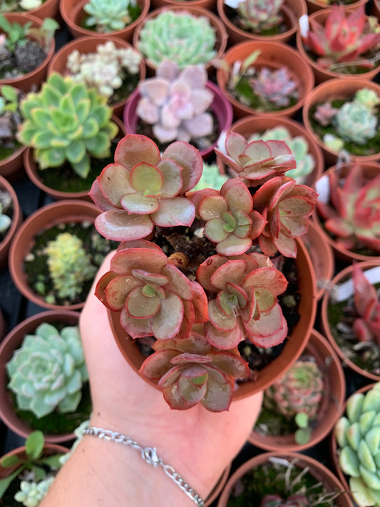 Echeveria "suyon" cluster Korean