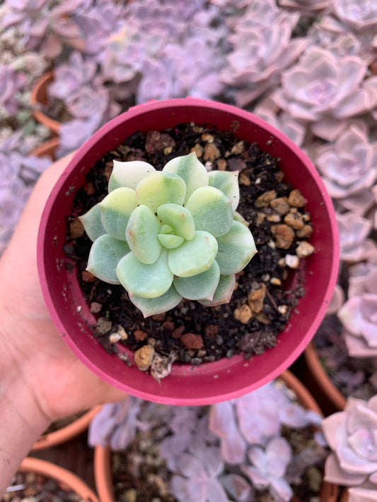 Pachyveria „Worthy One“ bunt Korea