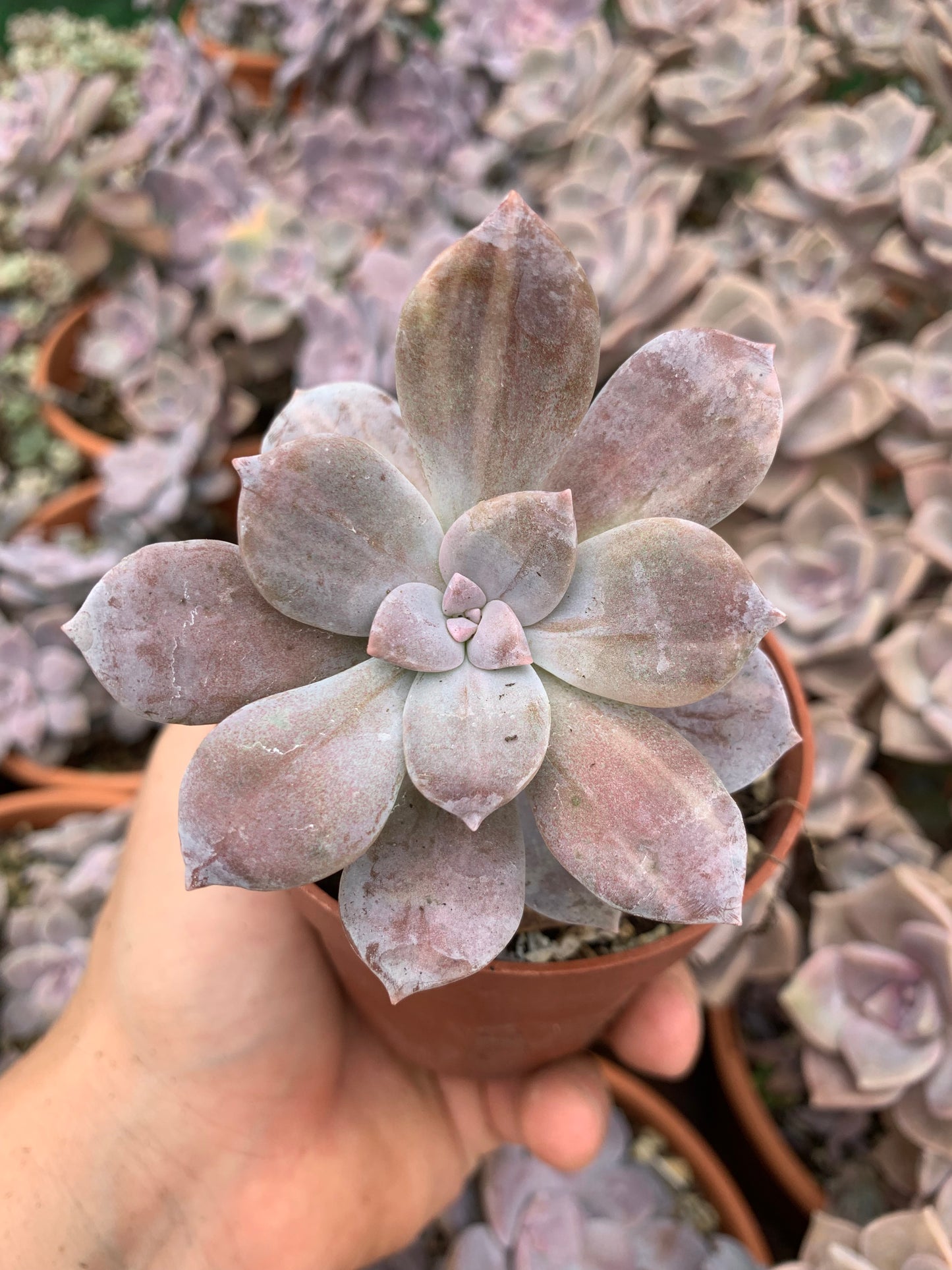 Graptopetalum ''superbum'' bunt Korea