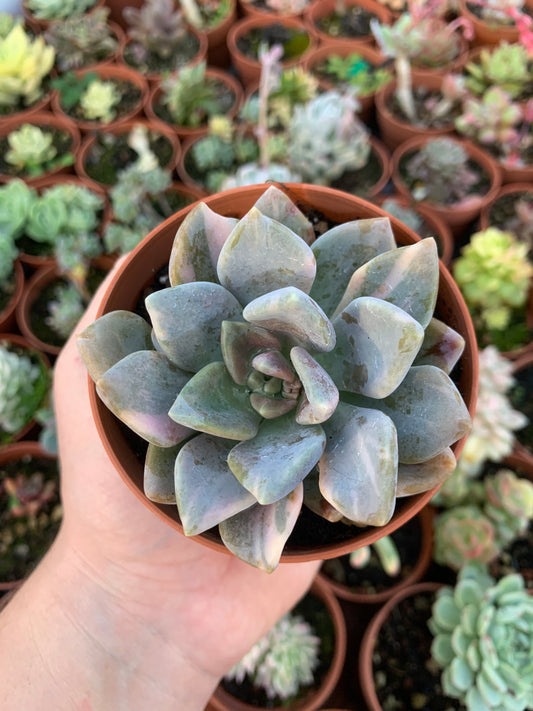 Pachyveria „Pachyphytoides“ Walth variegata Koreanisch