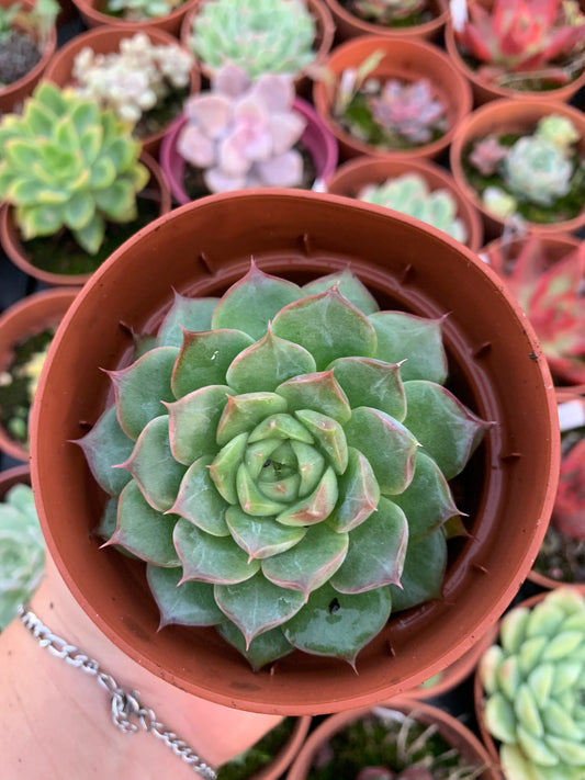 Echeveria "Shani" Korean