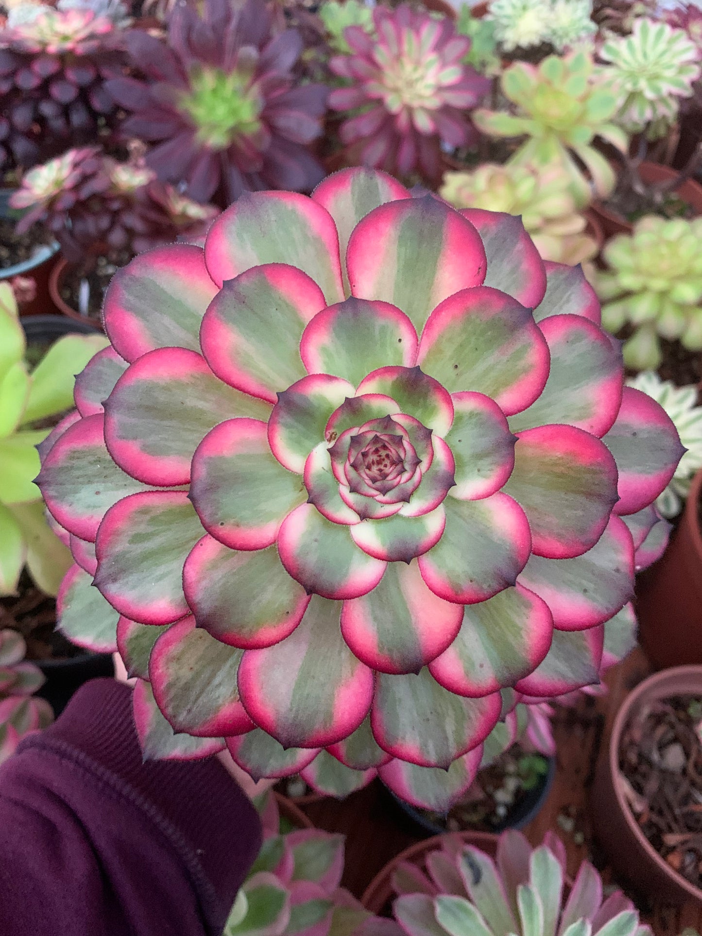 Aeonium "Fireworks" Variegado