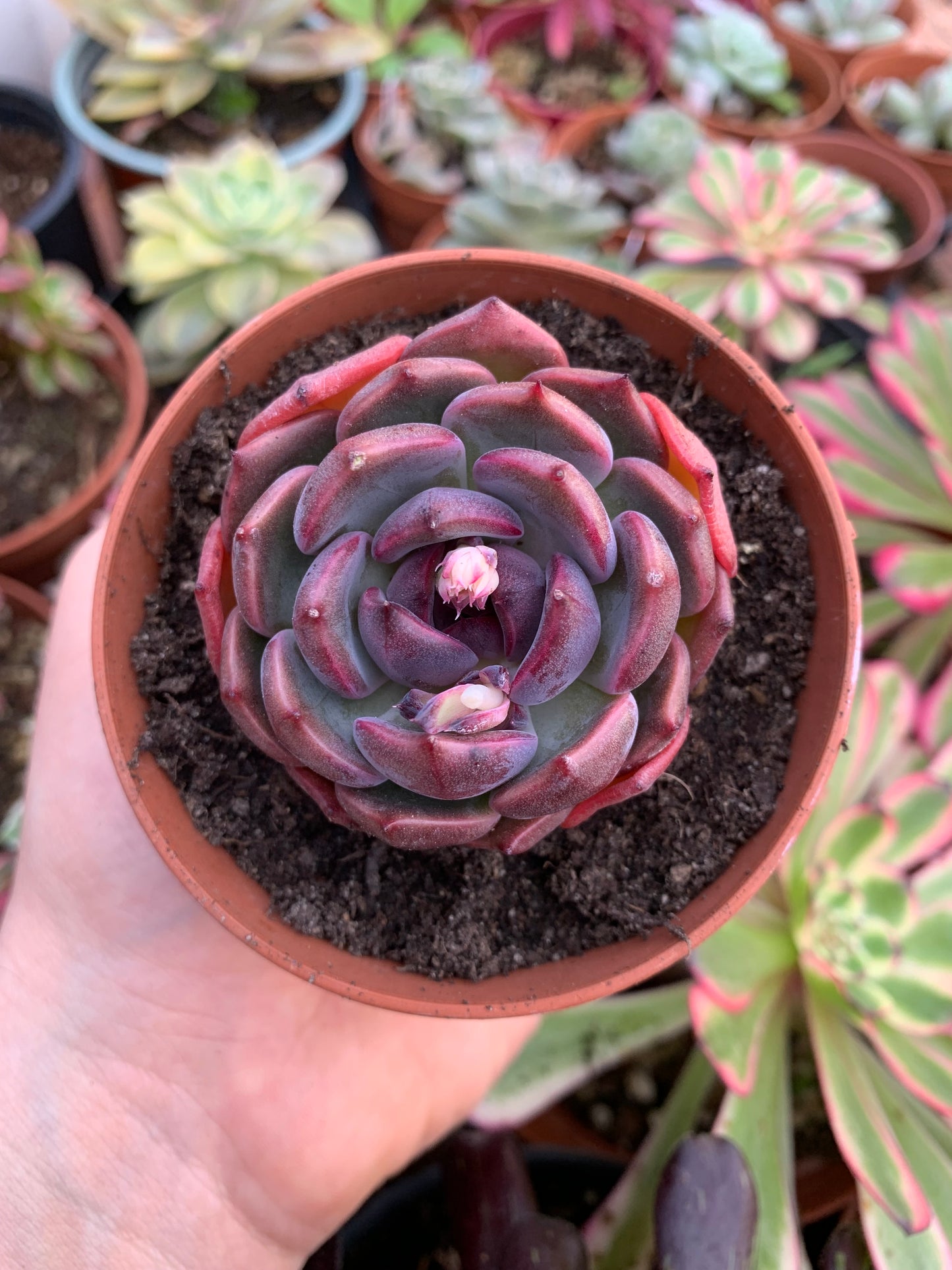 Echeveria "Black Eyes" Korean