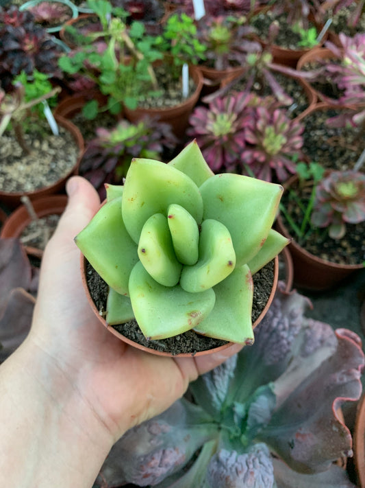 Echeveria Agavoides Variegada