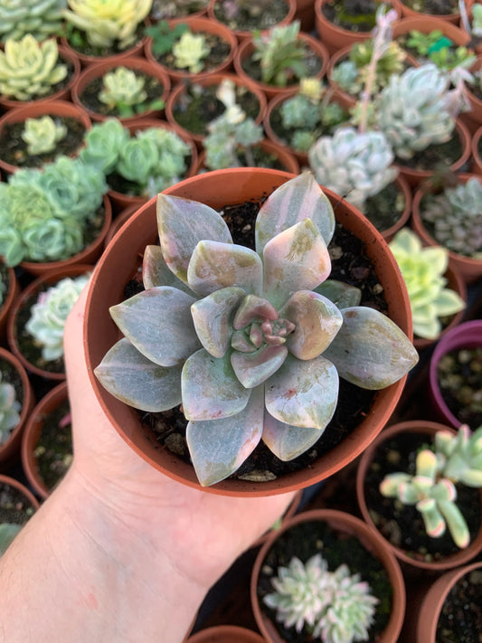Pachyveria „Pachyphytoides“ Walth variegata Koreanisch