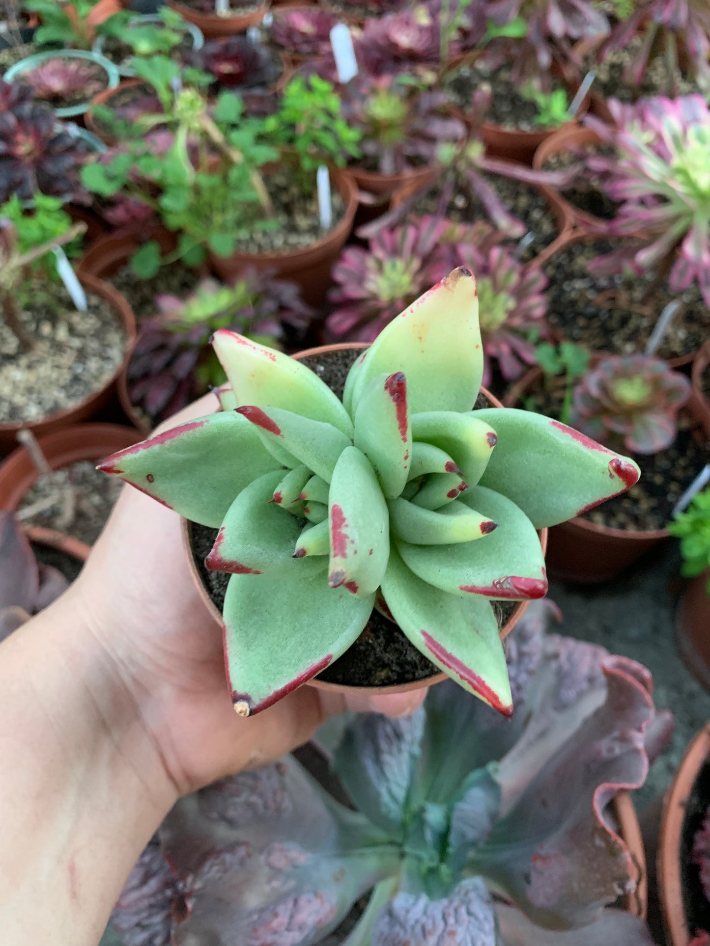 Echeveria Agavoides Ebony Variegada