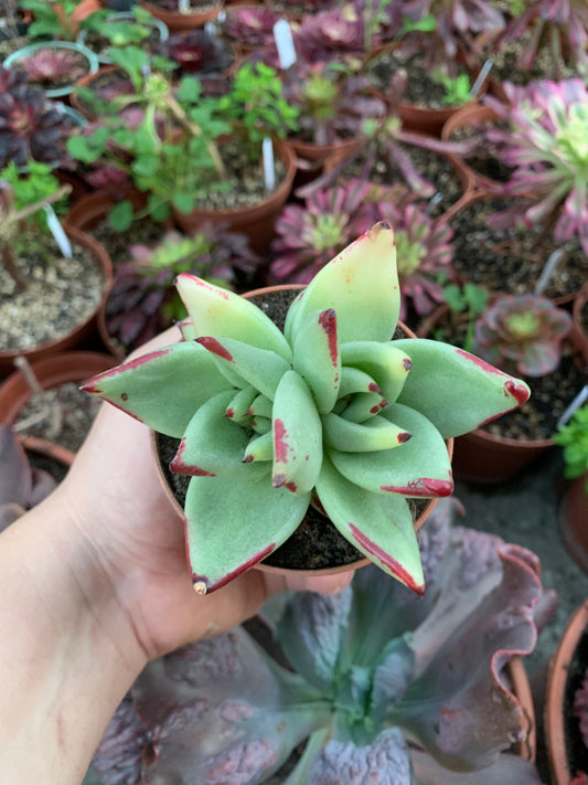 Echeveria Agavoides Ebony Variegada