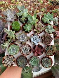 Pack suculentas mix 20 unidades