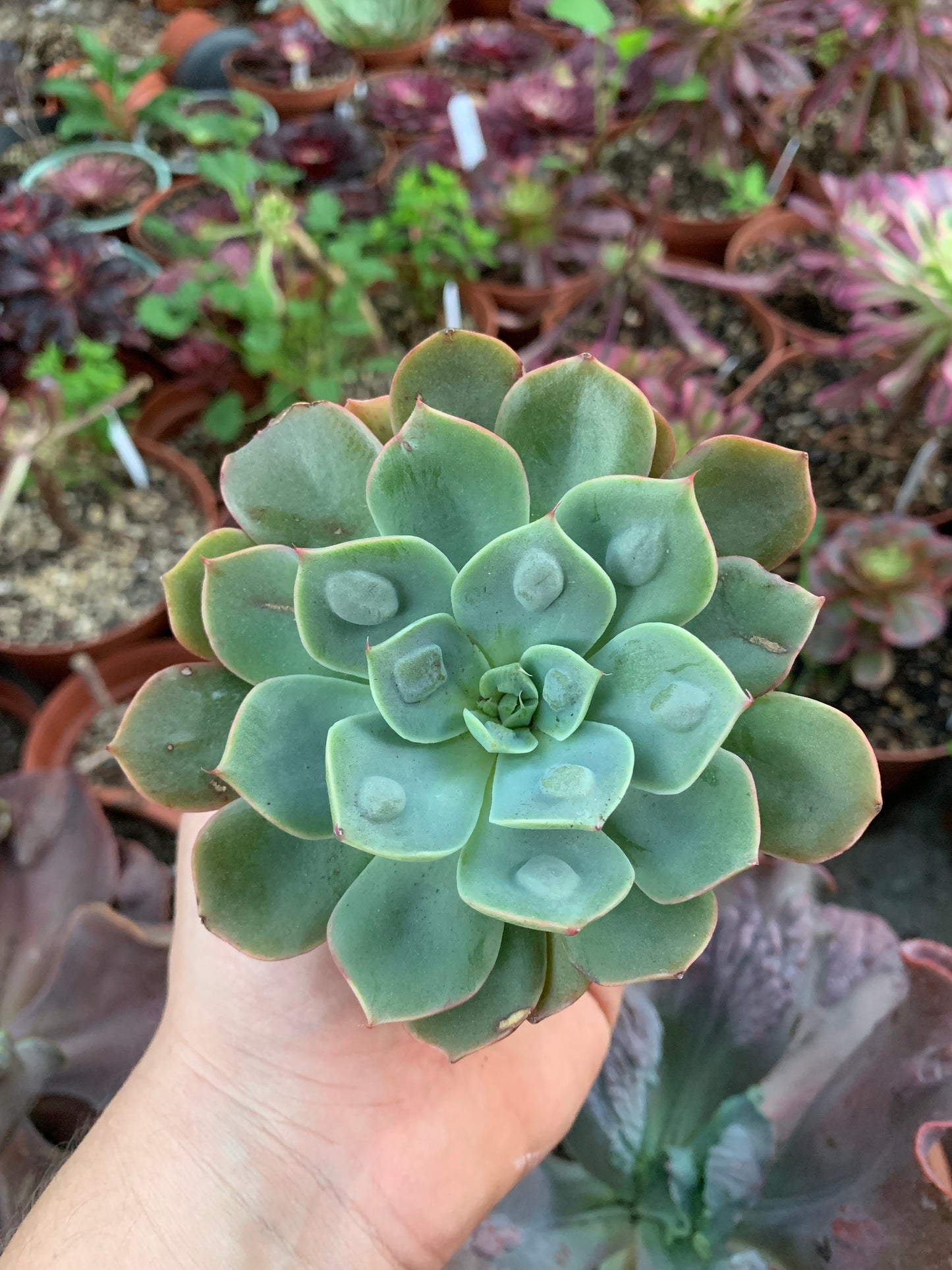 Echeveria "Raindrops"