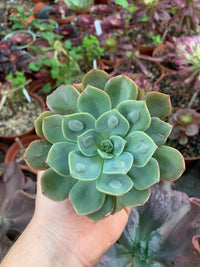 Echeveria "Raindrops"
