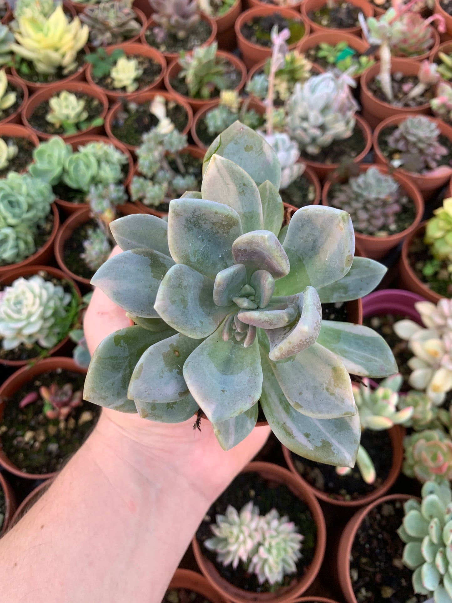 Pachyveria "Pachyphytoides" variegata Korean