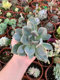 Pachyveria "Pachyphytoides" variegata Korean