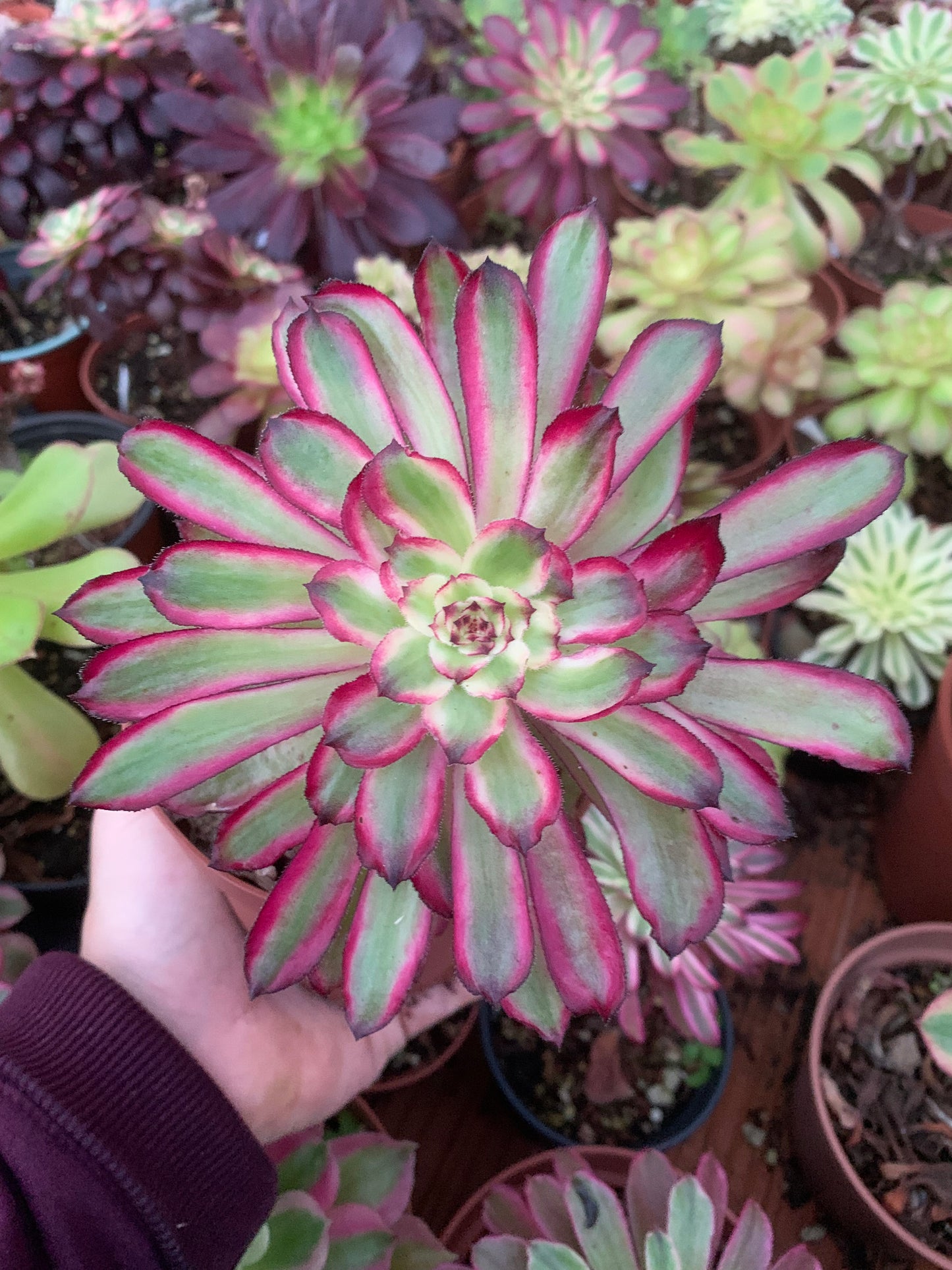 Aeonium "Black King Kong" bunt