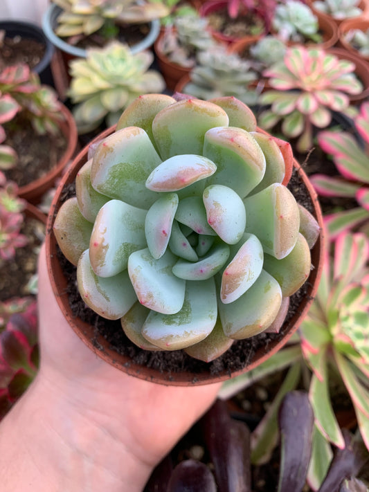 Echeveria "Starmark" Korean by Chang Won farm