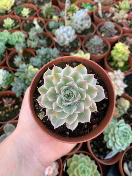 Graptoveria „Harry Watson“, bunt, koreanisch