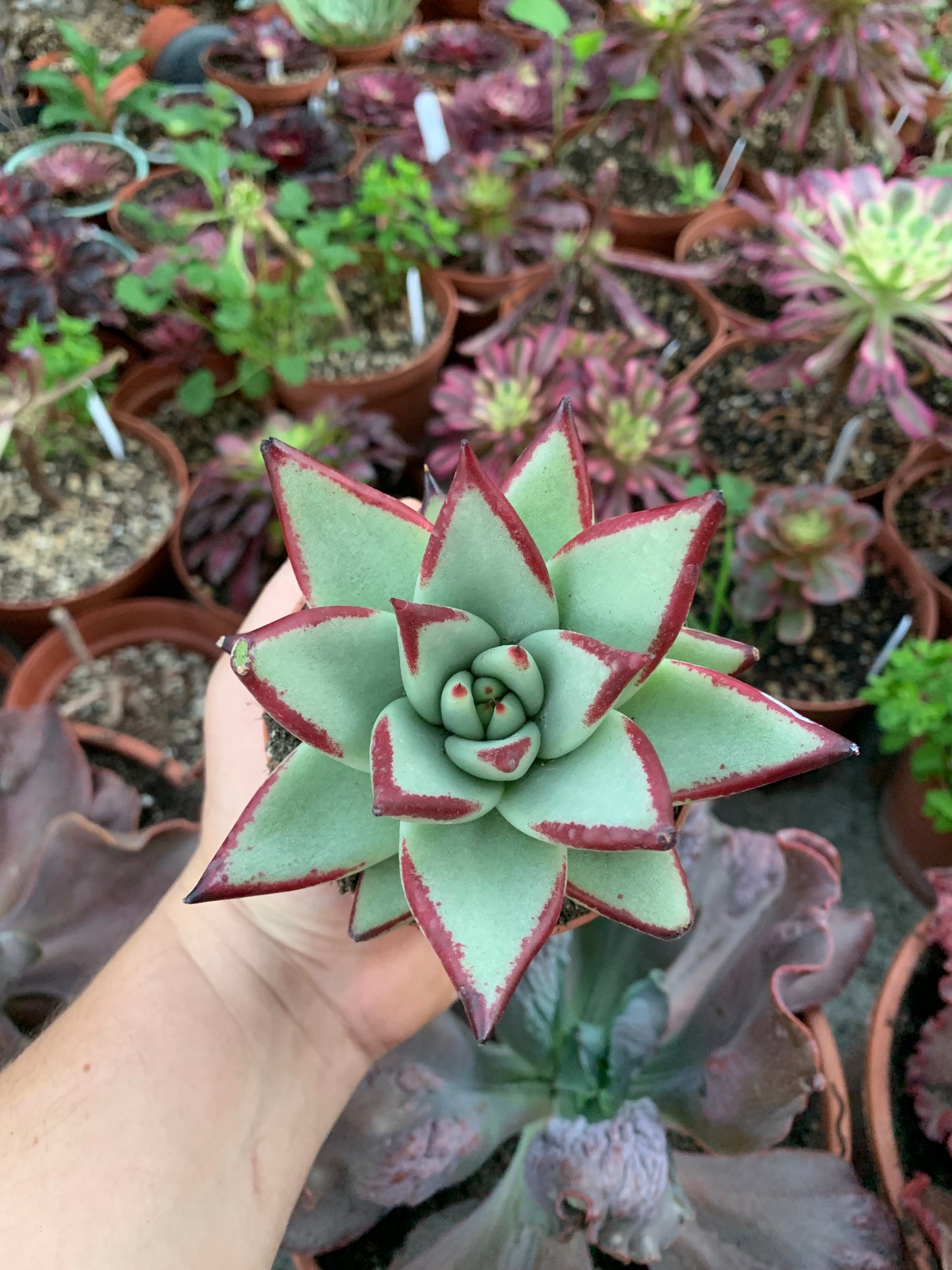 Echeveria agavoides "Ebony"