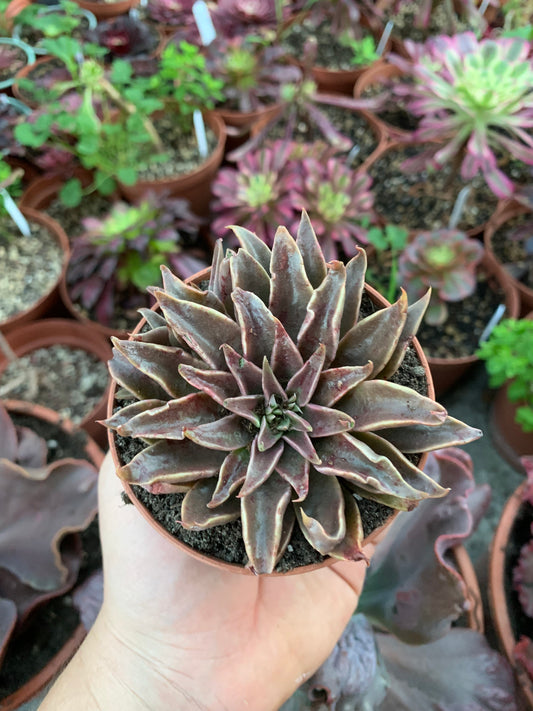 Echeveria "Sabre Wolf"