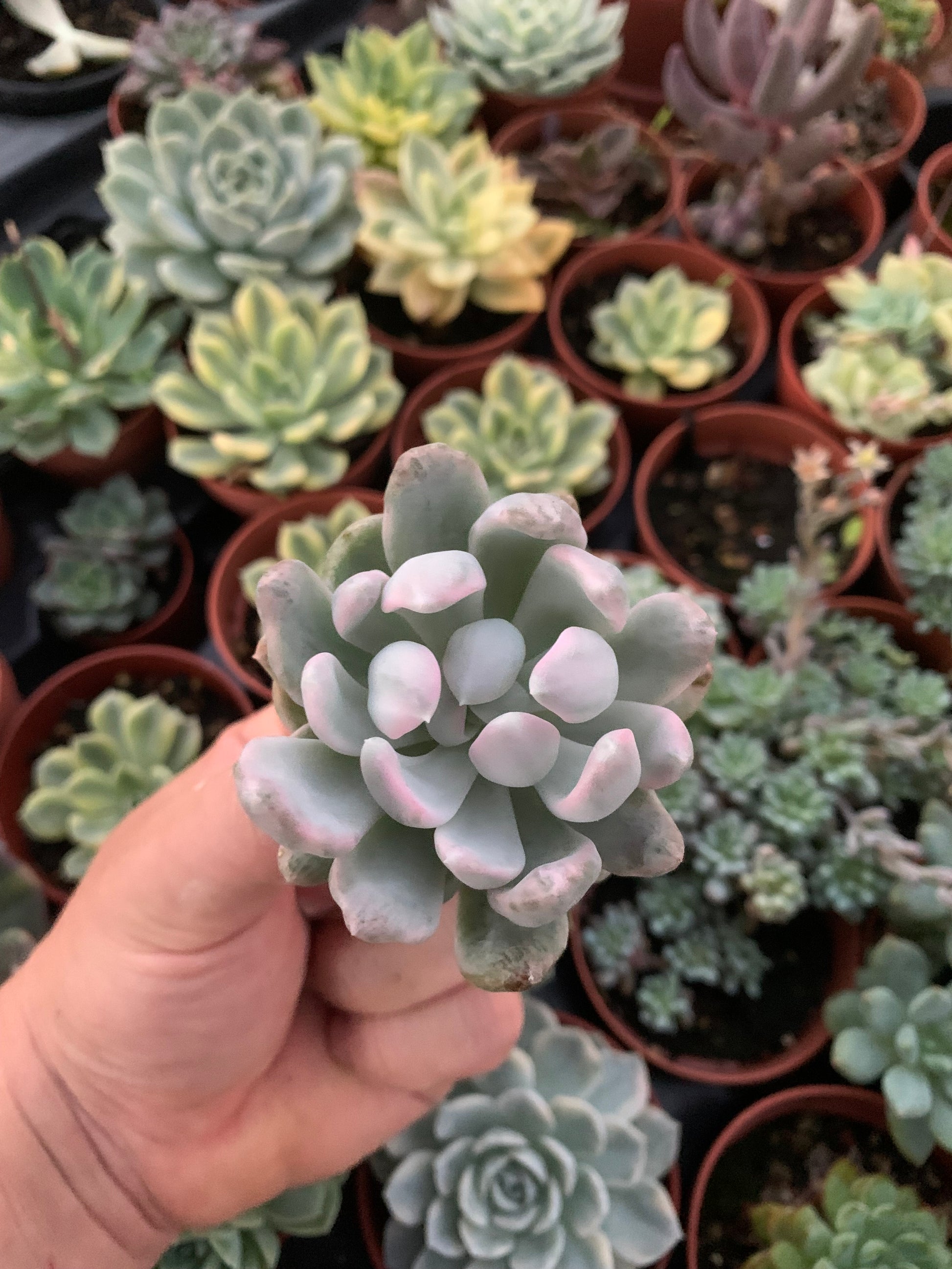 mebina succulent Echeveria "Mebina" variegated Korean – Succulovers