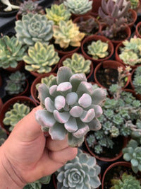 Echeveria "Mebina" coréen panaché