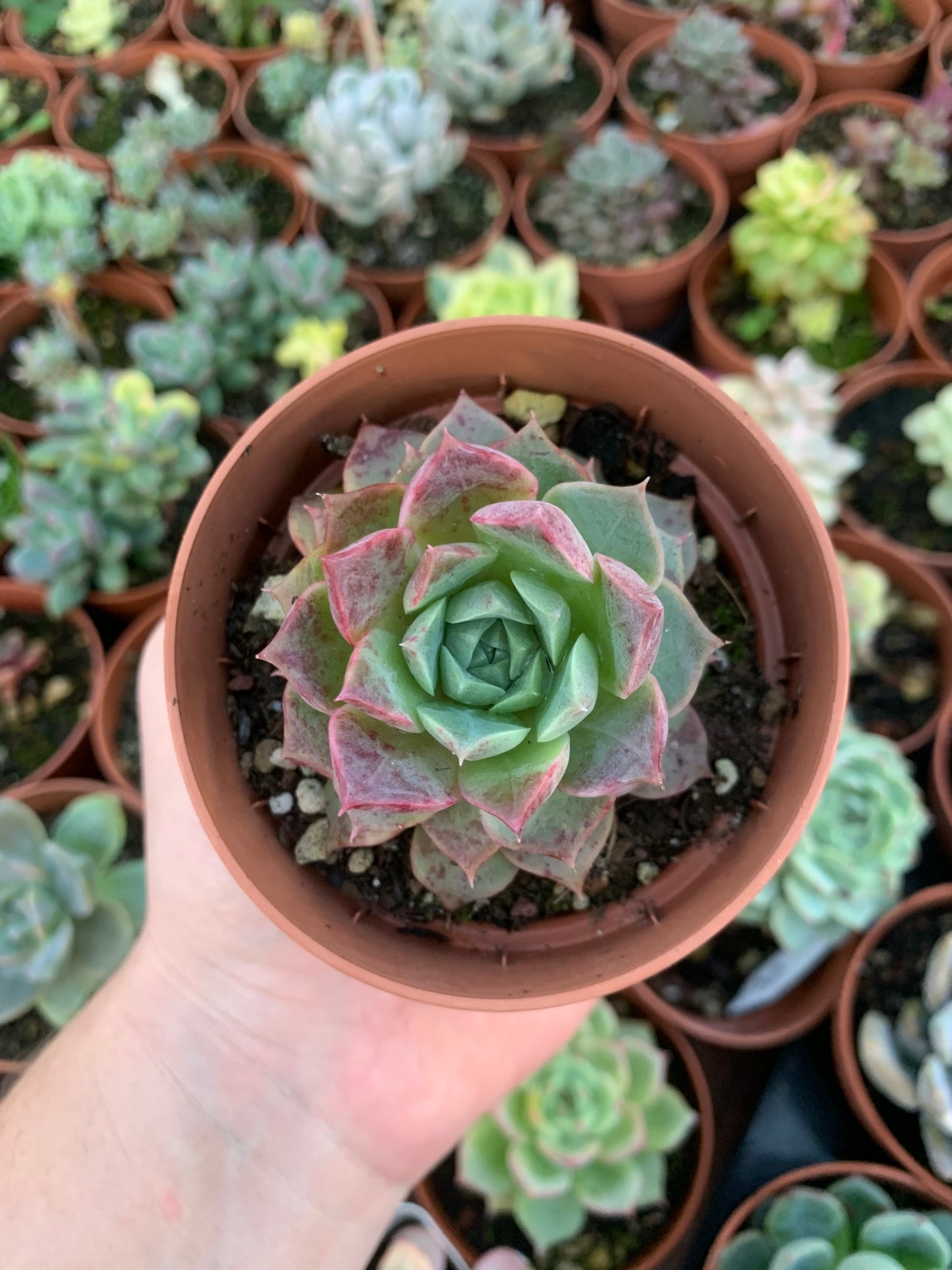 Echeveria "Zip Flat" Korean