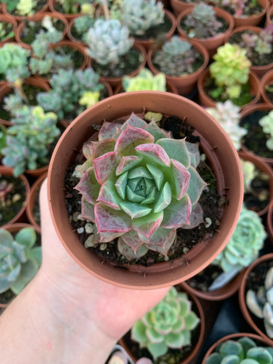 Echeveria "Zip Flat" Korean