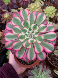 Aeonium „Zwartkin“ bunt