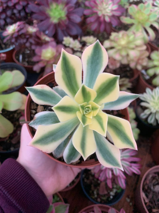Aeonium "Leucoblepharum" Variegado