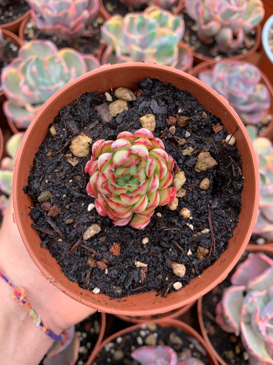 Echeveria "Black Rose"