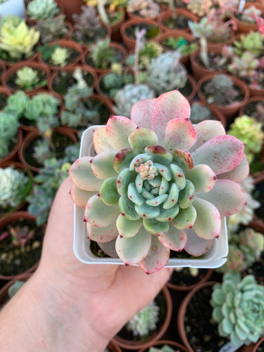 Bunte Echeveria „Viyant“ (E. laui x E. cuspidata zaragozae) Koreanisch