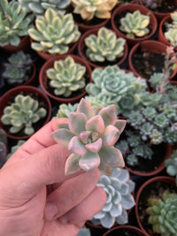 Graptosedum "Ghosty" Variegado Korean Cutting