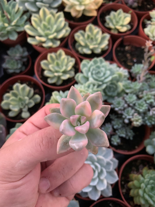 Graptosedum "Ghosty" Variegado Korean Cutting