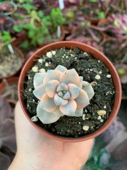 Graptosedum "Nuit Blanche" variegada Korean