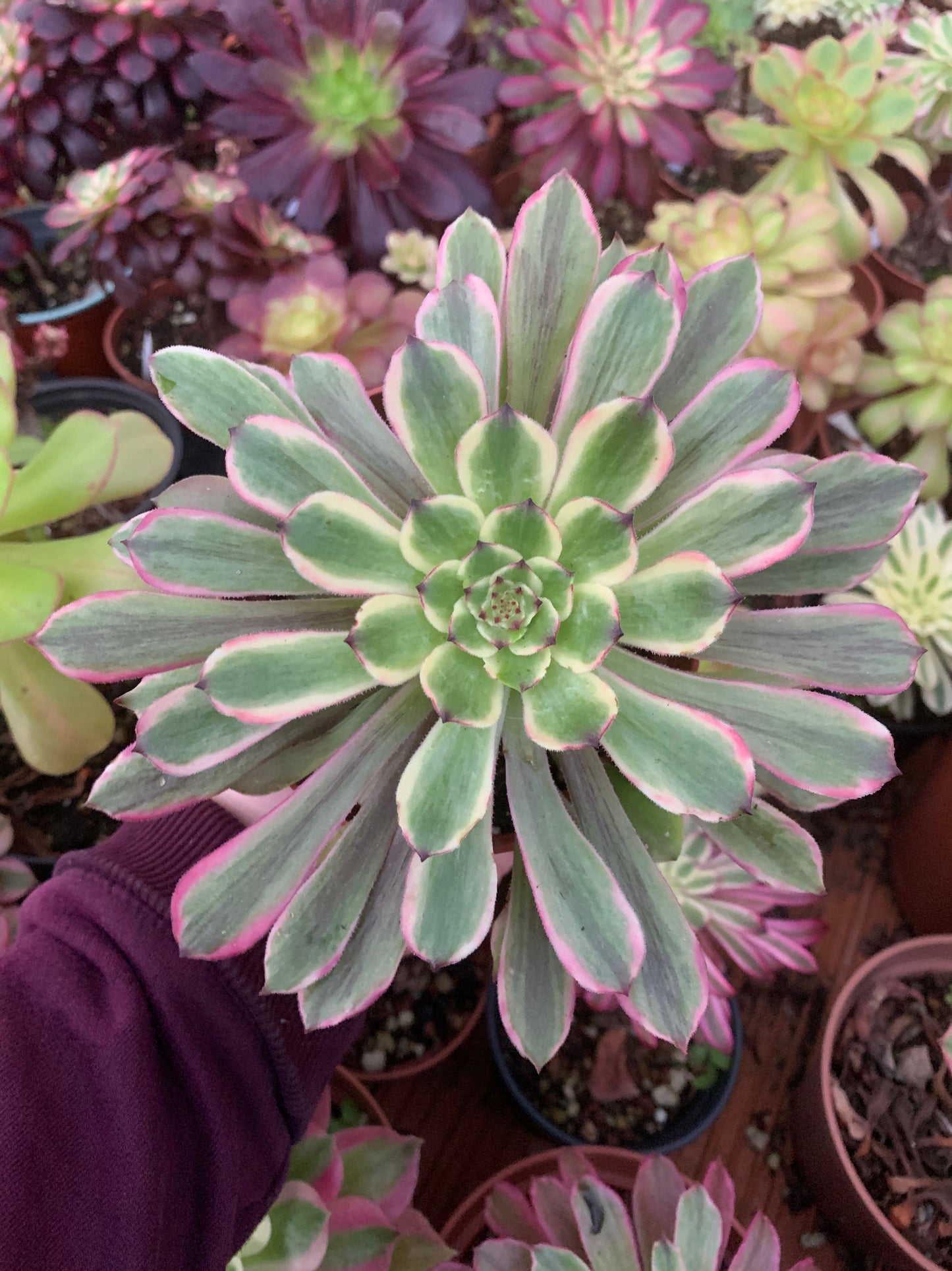 Aeonium "Glow Worm" variegado