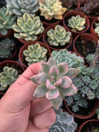 Graptosedum "Ghosty" Variegado Korean Cutting