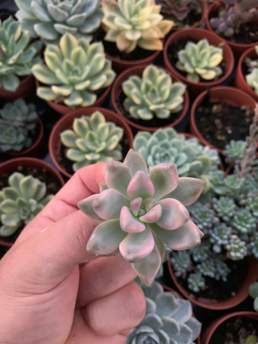 Graptosedum "Ghosty" Variegado Korean Cutting