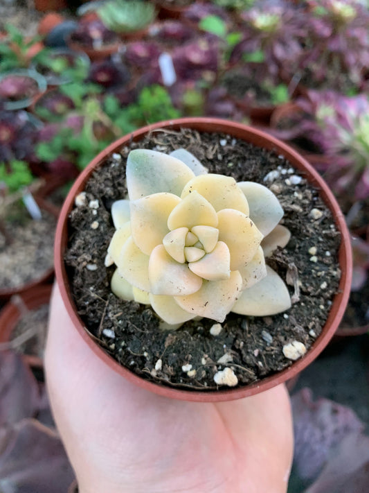 Graptosedum "Nuit Blanche" variegada Korean