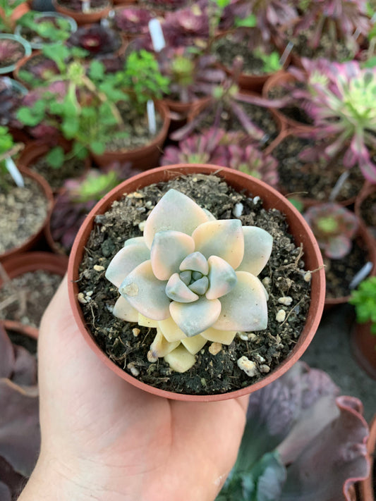 Graptosedum "Nuit Blanche" variegada Korean