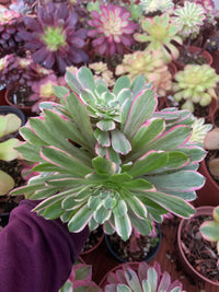 Aeonium "Glow Worm" variegado