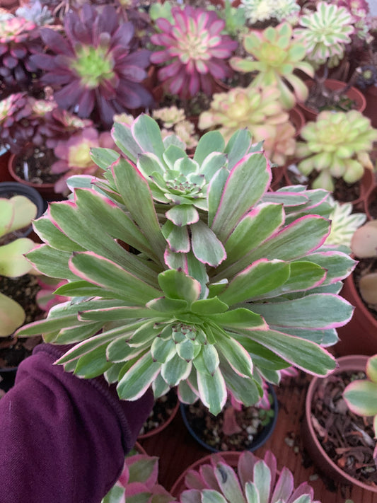 Aeonium "Medusa" variegated