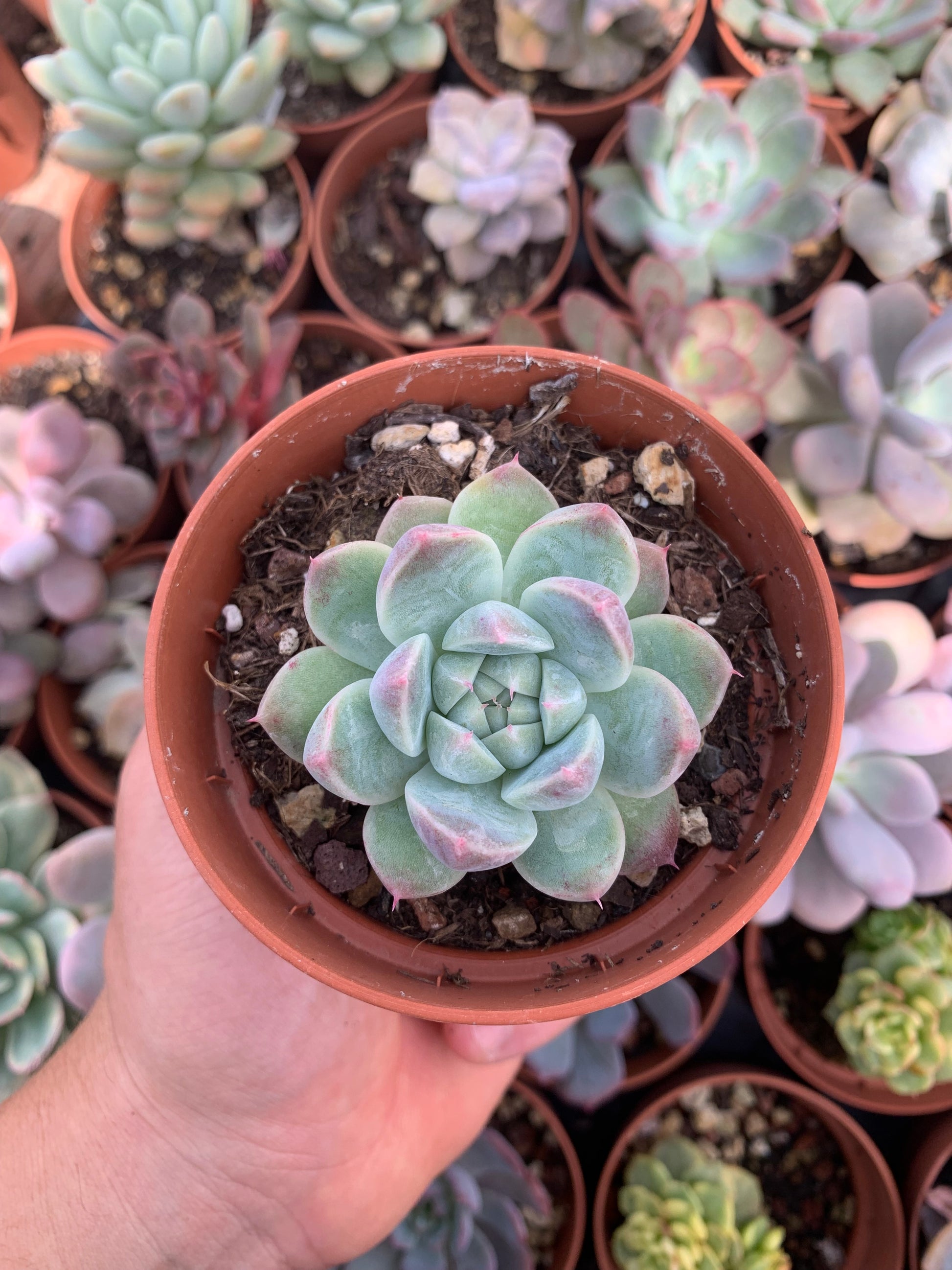 alba beauty succulent Echeveria "Alba Beauty" Korean – Succulovers