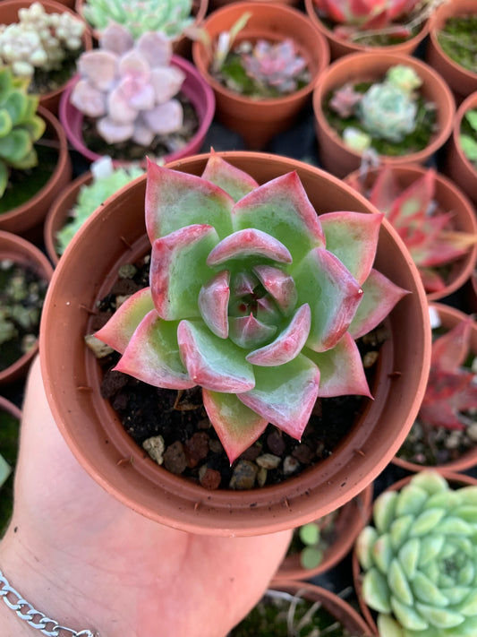 Echeveria "Caesar"
