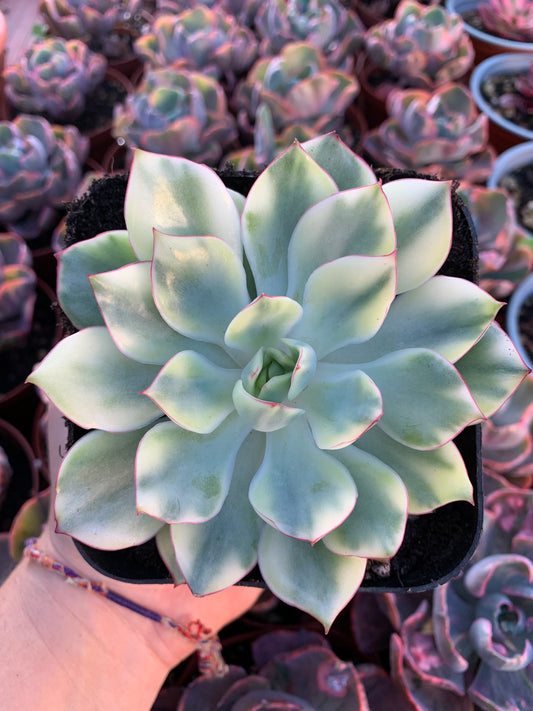 Echeveria "Esther" buntes Koreanisch