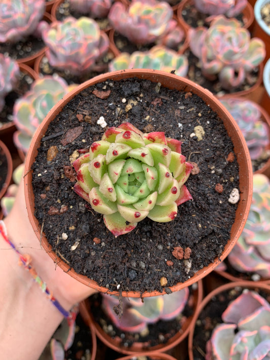 Echeveria "Rosa Nera"