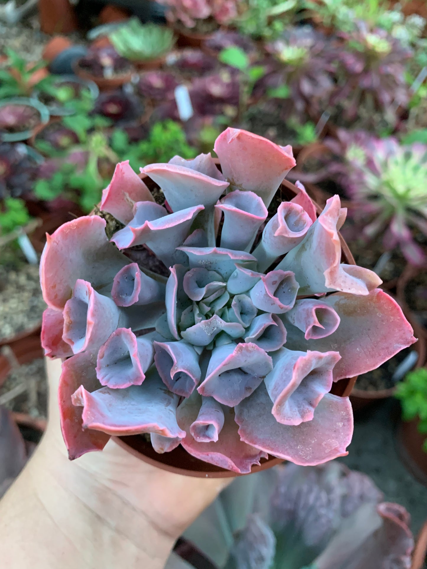Echeveria „Rosa Trompete“