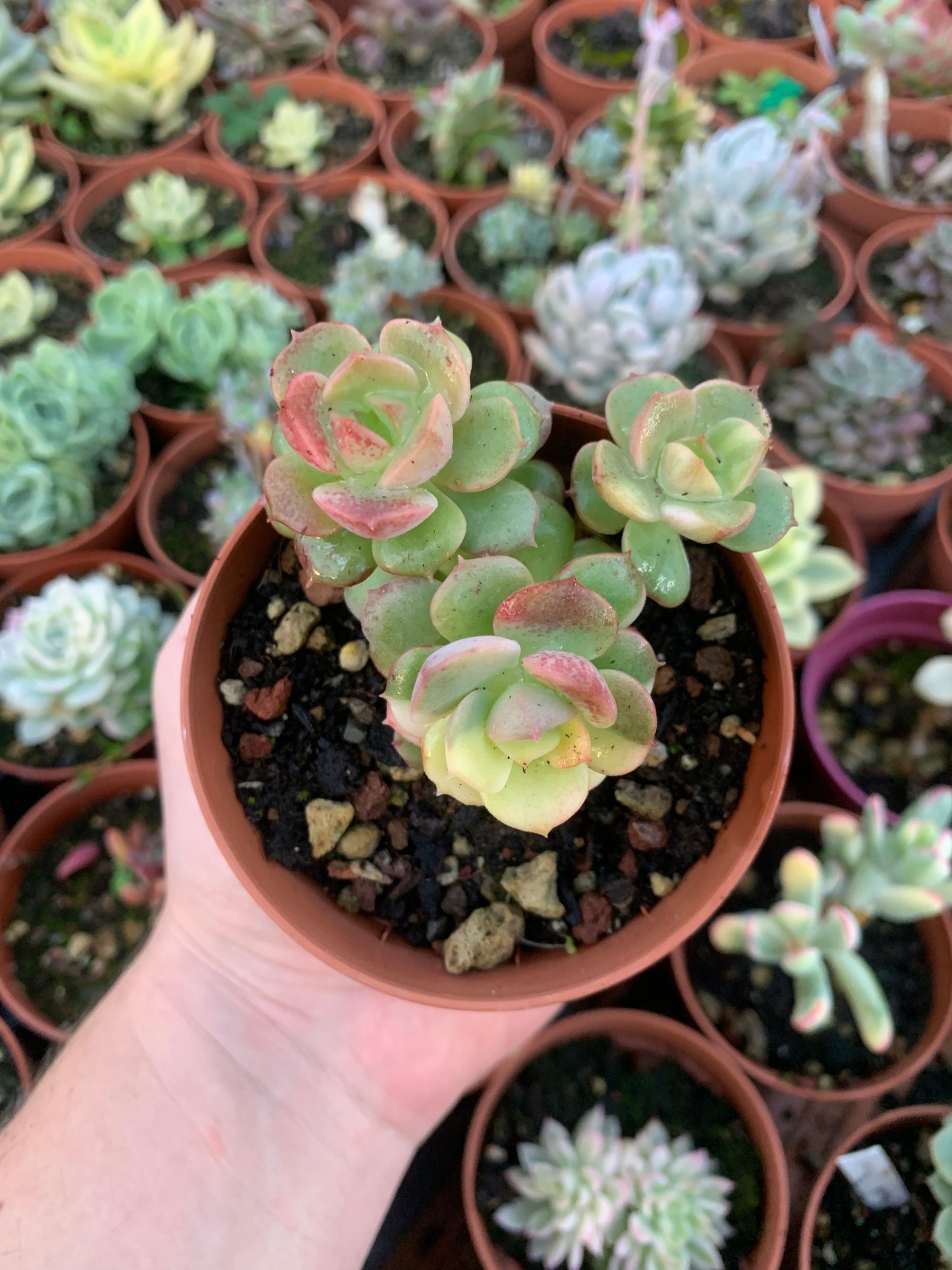 Echeveria "Nicksana" Variegada Korean